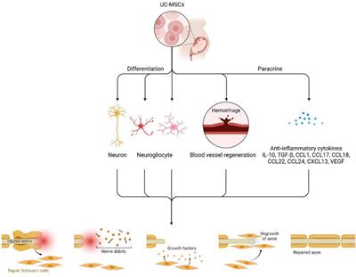 COVID-19 disease treatment: pivotal challenges in the arena of umbilical cord-mesenchymal stem cells (UC-MSCs)